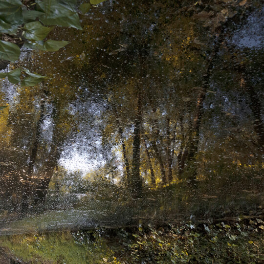 Chapultepec Serie Rorschach