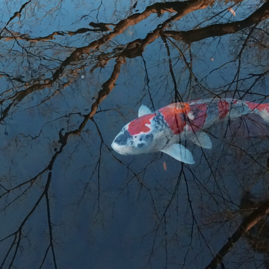 Happoen Serie Surrealismo espontáneo