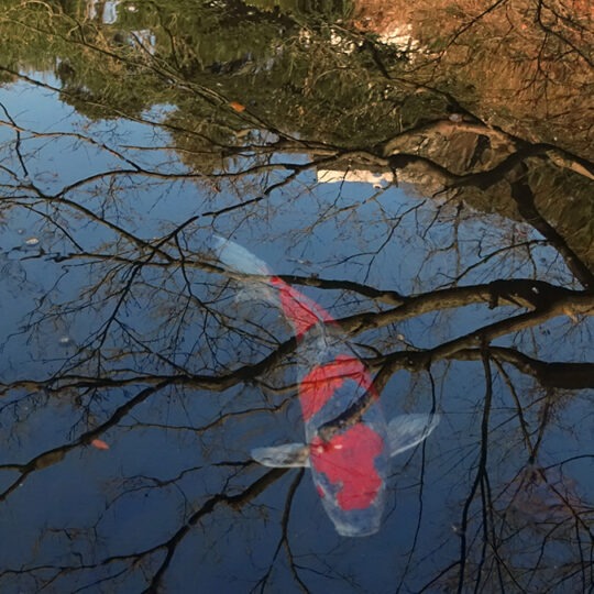 Koi Serie Surrealismo espontáneo