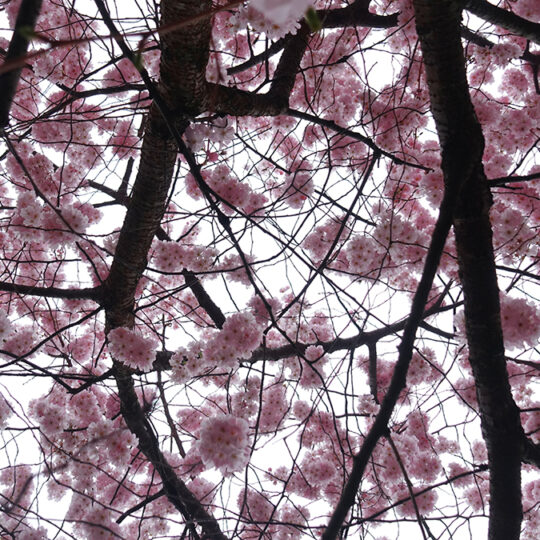 櫻花 Sakura Serie Rorschach