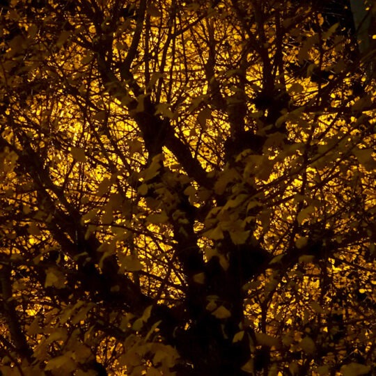 黄 (Ki) Serie Rorschach